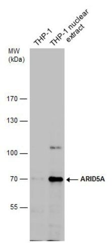 Monoclonal Anti-ARID5A antibody produced in mouse