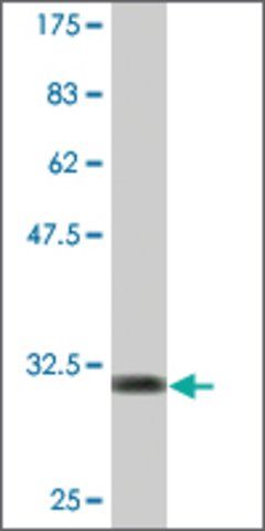 Monoclonal Anti-APOC2, (C-terminal) antibody produced in mouse