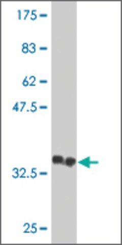 Monoclonal Anti-ASB13 antibody produced in mouse