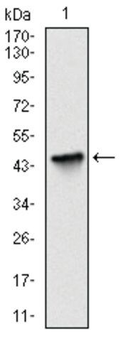 Monoclonal Anti-BIRC5 antibody produced in mouse