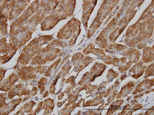 Monoclonal Anti-BPNT1 antibody produced in mouse