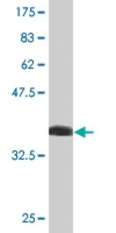 Monoclonal Anti-BPNT1, (N-terminal) antibody produced in mouse