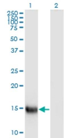 Monoclonal Anti-APEG1 antibody produced in mouse