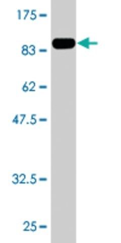 Monoclonal Anti-BMPR1A antibody produced in mouse