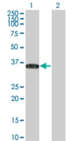 Monoclonal Anti-BRDG1 antibody produced in mouse