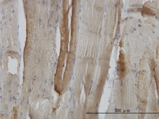 Monoclonal Anti-CA3 antibody produced in mouse