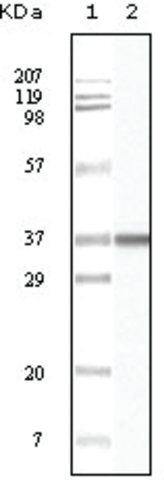 Monoclonal Anti-BLK antibody produced in mouse