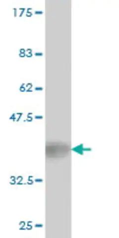 Monoclonal Anti-BIRC4 antibody produced in mouse