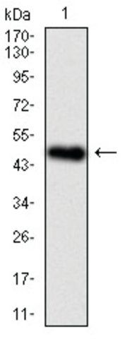 Monoclonal Anti-BPIFA2 antibody produced in mouse