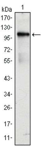 Monoclonal Anti-BMX antibody produced in mouse