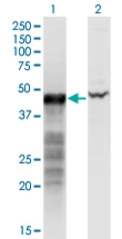 Monoclonal Anti-BNIP2 antibody produced in mouse