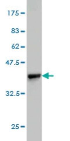 Monoclonal Anti-BRD2 antibody produced in mouse