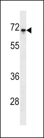 MONOCLONAL ANTI-C-REL antibody produced in mouse