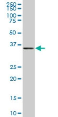 Monoclonal Anti-BVES, (C-terminal) antibody produced in mouse