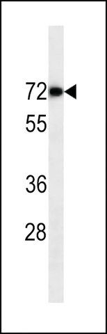 MONOCLONAL ANTI-C-REL antibody produced in mouse