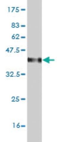 Monoclonal Anti-C4B antibody produced in mouse