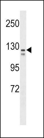 MONOCLONAL ANTI-CD106 antibody produced in mouse