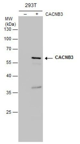 Monoclonal Anti-CACNB3 antibody produced in mouse