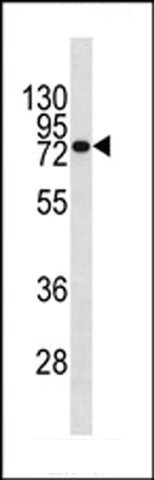 Monoclonal Anti-CD138 antibody produced in mouse