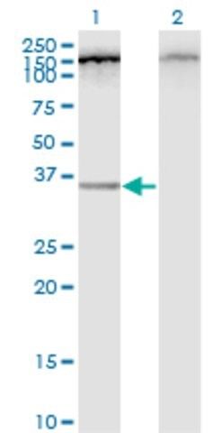 Monoclonal Anti-C12orf24 antibody produced in mouse