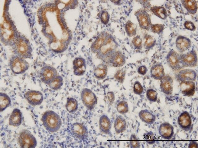 Monoclonal Anti-C21orf33 antibody produced in mouse