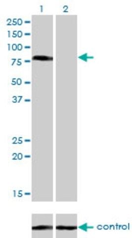 Monoclonal Anti-CD97 antibody produced in mouse