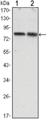 Monoclonal Anti-CRTC2 antibody produced in mouse