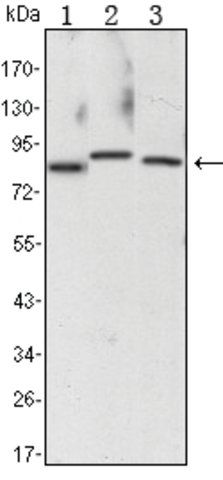 Monoclonal Anti-CHUK antibody produced in mouse