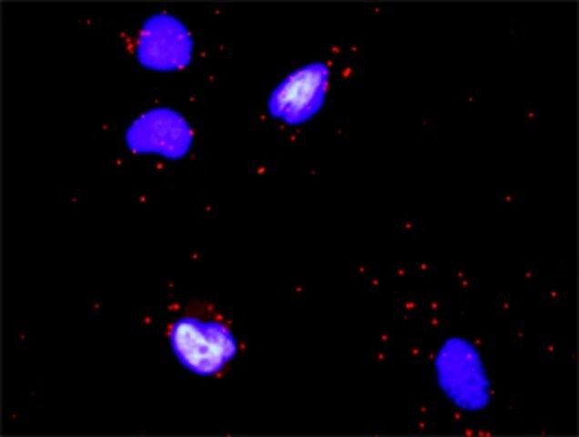 Monoclonal Anti-COL4A6 antibody produced in mouse