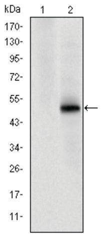 Monoclonal Anti-CDK9 antibody produced in mouse