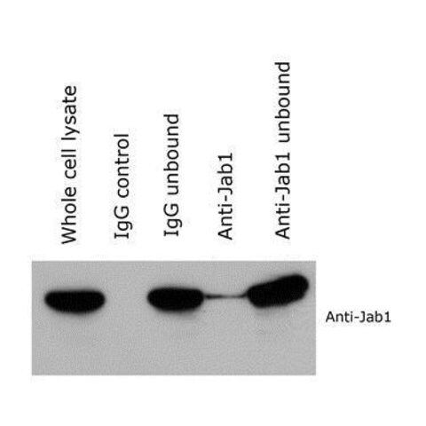 Monoclonal Anti-COPS5 antibody produced in mouse