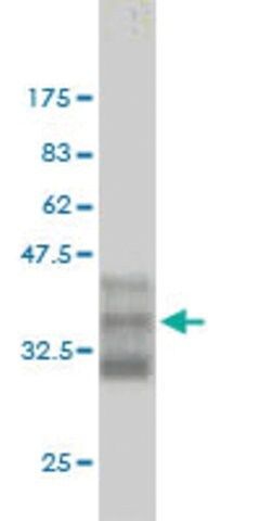 Monoclonal Anti-CDC2L5, (N-terminal) antibody produced in mouse