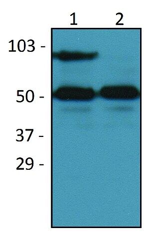 Monoclonal Anti-CD54 antibody produced in mouse