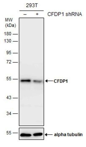 Monoclonal Anti-CFDP1 antibody produced in mouse