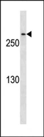 Monoclonal Anti-CDK5RAP2 antibody produced in mouse