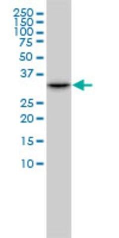 Monoclonal Anti-CDK2 antibody produced in mouse