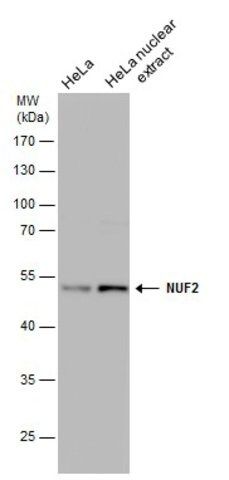 Monoclonal Anti-CDCA1 antibody produced in mouse