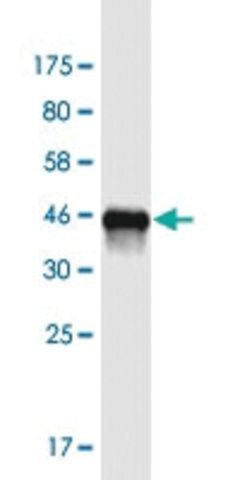 Monoclonal Anti-CHCHD4 antibody produced in mouse