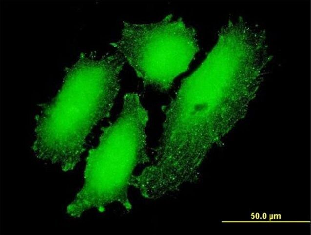 Monoclonal Anti-CREB3L4 antibody produced in mouse