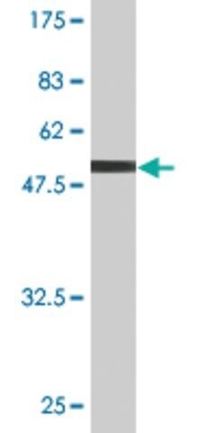 Monoclonal Anti-CLDN19 antibody produced in mouse