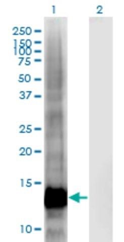 Monoclonal Anti-CRIPT antibody produced in mouse