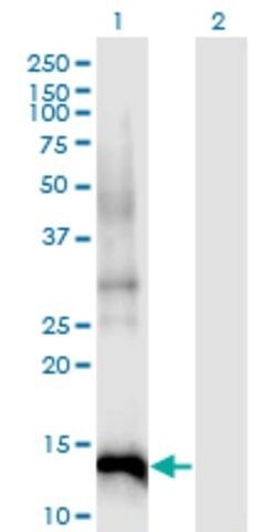 Monoclonal Anti-CDKN2B antibody produced in mouse