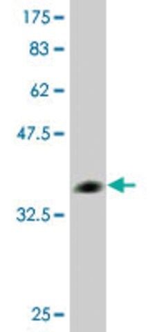 Monoclonal Anti-COX17 antibody produced in mouse