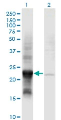 Monoclonal Anti-COX4NB antibody produced in mouse