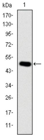 Monoclonal Anti-CRK antibody produced in mouse