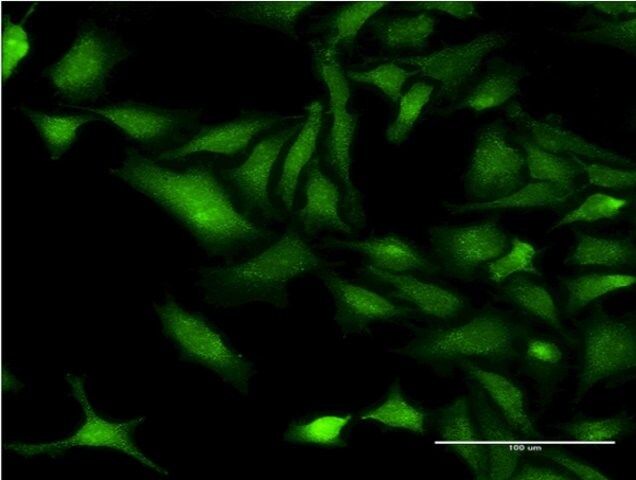 Monoclonal Anti-CHRNB3 antibody produced in mouse