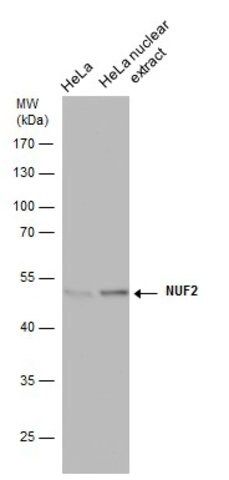 Monoclonal Anti-CDCA1 antibody produced in mouse