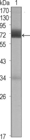 Monoclonal Anti-CER1 antibody produced in mouse