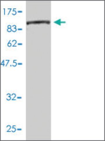 Monoclonal Anti-CTPS antibody produced in mouse