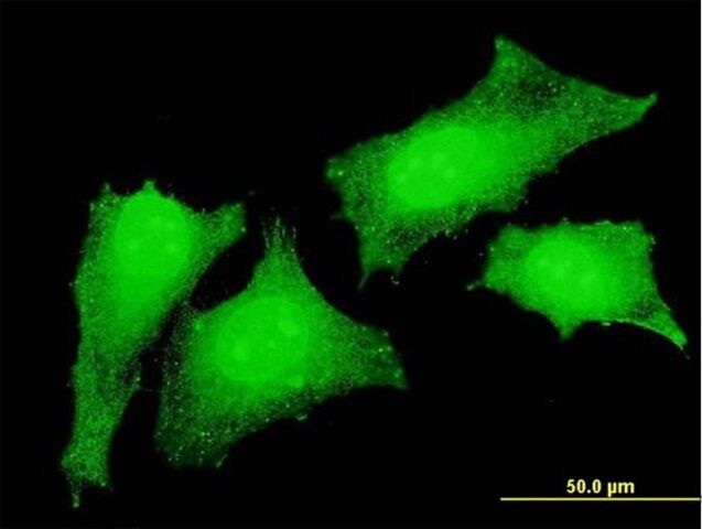 Monoclonal Anti-CRKL antibody produced in mouse